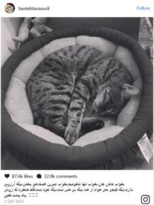 مرگ گربه هانیه توسلی